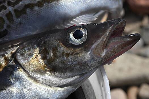 Союзник США не&nbsp;смог обойтись без российской рыбы