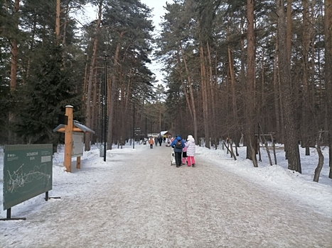 В городском парке Новосибирска завершились поиски медведя