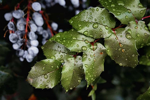 Биолог Валерий Бгашев объяснил, могут ли затяжные дожди навредить растениям