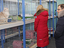 Около 500 ямальцев посетили приюты для животных в Дни открытых дверей