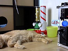 «Никакой гарантии, что кот придет»: уфимский программист запустил интерактивный стрим про своего питомца