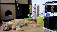 «Никакой гарантии, что кот придет»: уфимский программист запустил интерактивный стрим про своего питомца
