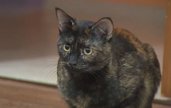 Нижегородская семья оставила себе кошку, получившую травмы под капотом их машины