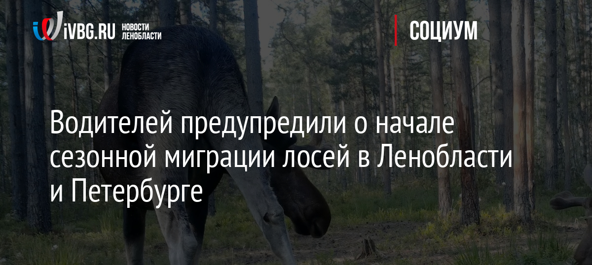 Водителей предупредили о начале сезонной миграции лосей в Ленобласти и Петербурге