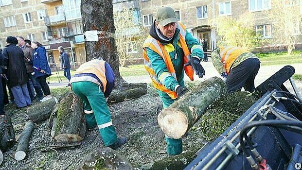 На Ленинском проспекте вырубили почти полсотни деревьев