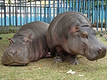 Директор Калининградского зоопарка поделилась историей о сбежавшем бегемоте