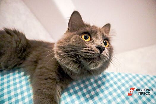 Более 500 тыс. онлайн-заявлений поступило в Росреестр по Москве за январь – апрель