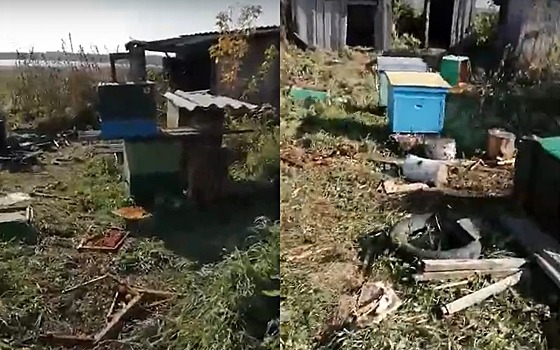Медведь разворотил пасеку в селе в Новосибирской области