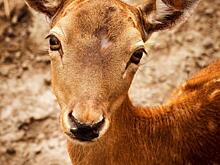 Алтайский браконьер безжалостно выбрасывал из авто туши косуль, уходя от полицейской погони