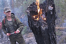 Власти готовы платить по 40 тысяч рублей за информацию о поджигателях травы