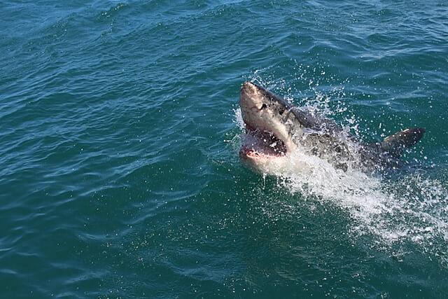Подросток подрался с акулой у берегов Лонг-Айленда