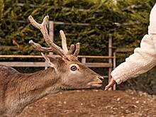 Российским школьникам решили рассказывать на уроках об оленях