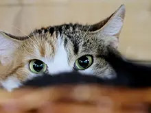 Зоопсихолог рассказал, как выбрать второго питомца в семью