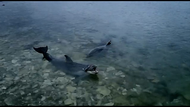 Поиски в открытом море: почему владелец частного дельфинария в Крыму избавился от млекопитающих