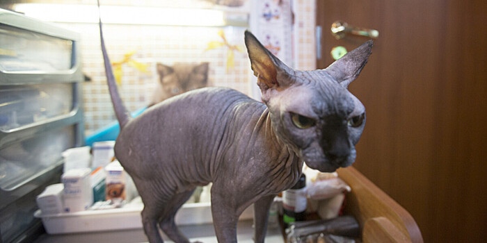 Как ухаживать за «голыми» кошками, рассказала ветеринар