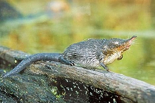 Во Владимирской области пытаются спасти русскую выхухоль