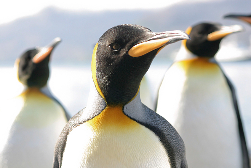 Падающие пингвины - в нашей фотогалерее.