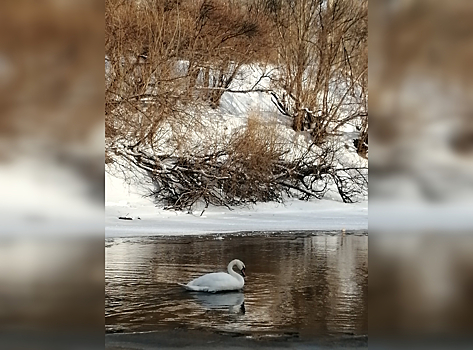 Одинокий лебедь застрял в ледяной реке под Новосибирском