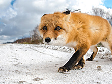 Штрафы за сбитых животных: какую ответственность несёт водитель