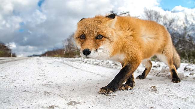 Штрафы за сбитых животных: какую ответственность несёт водитель