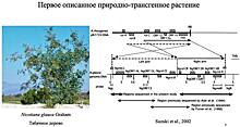 Первым изученным трансгенным растением стало табачное дерево