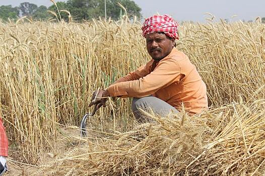 Индия закупает у своих фермеров рекордное количество пшеницы, но хватит ли складов?