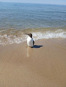 Взлетела и поплыла: тонкоклювую кайру, которую калининградцы приняли за пингвина, вернули в дикую природу (видео)