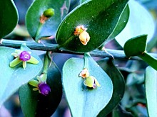 Редкое растение с полезными эфирными маслами расцвело в Сочи