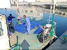 Скоро крымчане смогут полакомиться севастопольскими устрицами