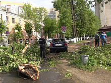 Шквал повалил деревья