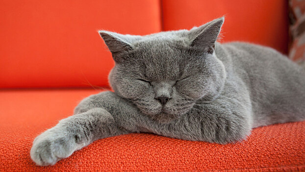 Почему коты мурлыкают — не только от удовольствия?