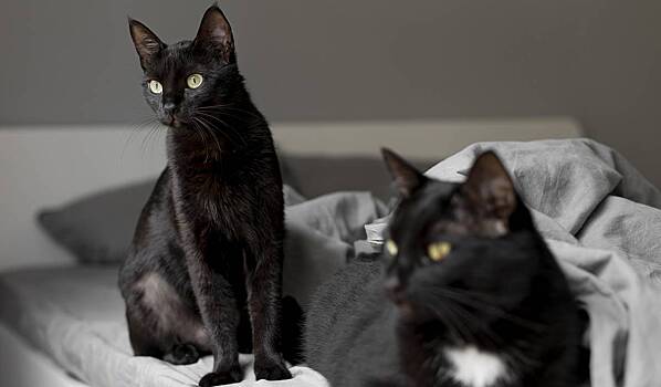 Стеснительная девушка приютила 120 кошек