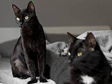 Стеснительная девушка приютила 120 кошек