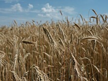Скупщики земель стали угрозой для сельского хозяйства Башкирии