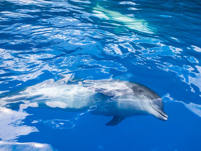 Прокуратура начала проверку из-за массовой гибели дельфинов на берегу Черного моря
