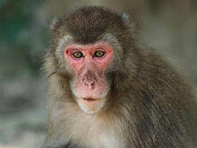 Primates: японские макаки оплакивают ушедших из жизни сородичей
