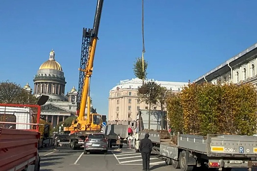 Деревья и кустарники с Исаакиевской площади Петербурга отправятся на благоустройство Пушкина