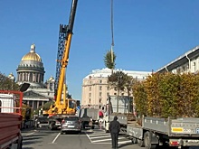 Деревья и кустарники с Исаакиевской площади Петербурга отправятся на благоустройство Пушкина