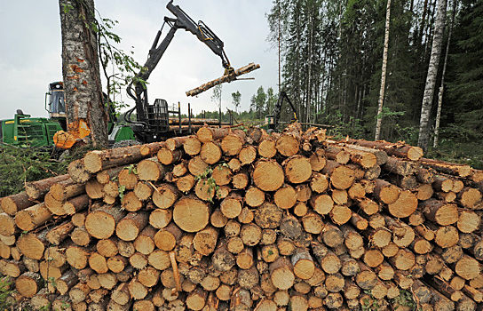 В Финляндии рассказали о последствиях запрета древесины из РФ