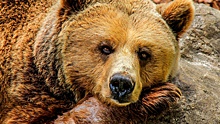 Названа предварительная причина нападения медведя на туристов в Красноярском крае