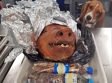 Житель Эквадора пытался провести в США свиную голову в багаже