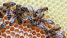Названы последствия гибели пчел в России