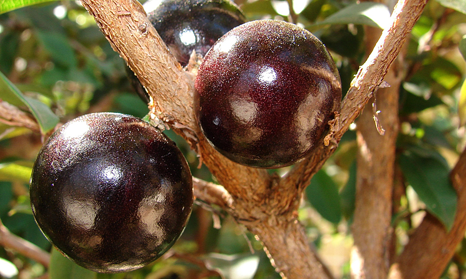 Жаботикаба – фрукт родом из Южной Америки. Мякоть плодов жаботикабы съедобна в свежем виде. Из них изготавливаются желе, мармелад, соки и алкогольные напитки