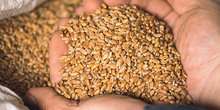 Ограничить ввоз украинского зерна потребовали фермеры Молдовы