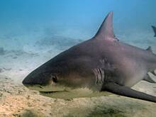 Друзья спасли мальчика после нападения акулы