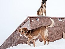 Двое российских подростков залезли на крышу чужого авто ради спасения от собаки