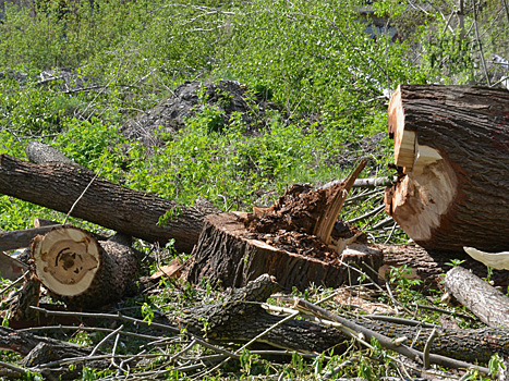 В Пензенском районе выявлена незаконная рубка деревьев