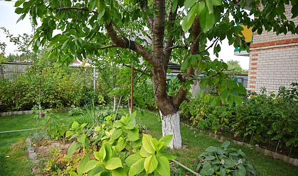 Волгоградским дачникам подсказали, куда пожаловаться на руководство СНТ
