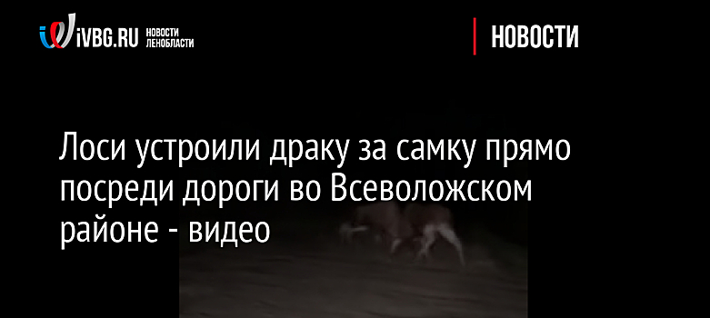 Лоси устроили драку за самку прямо посреди дороги во Всеволожском районе - видео