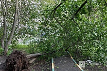 Более 30 деревьев повредили провода ЛЭП в Нижегородской области из-за грозы